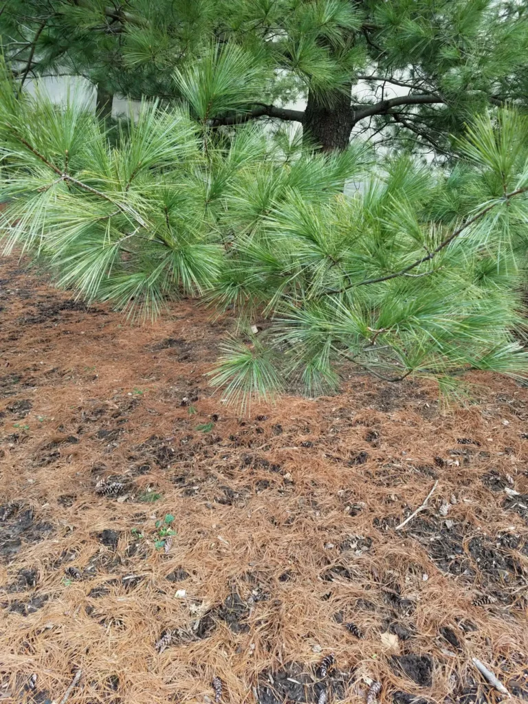 Pine tree branches with needles hanging over dry soil and pine needles.