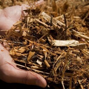 Hands holding a pile of wood chips.