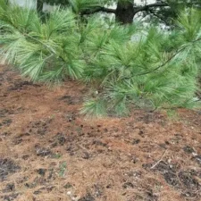 Pine tree branches with needles hanging over dry soil and pine needles.