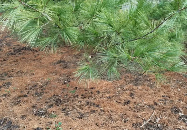 Pine tree branches with needles hanging over dry soil and pine needles.