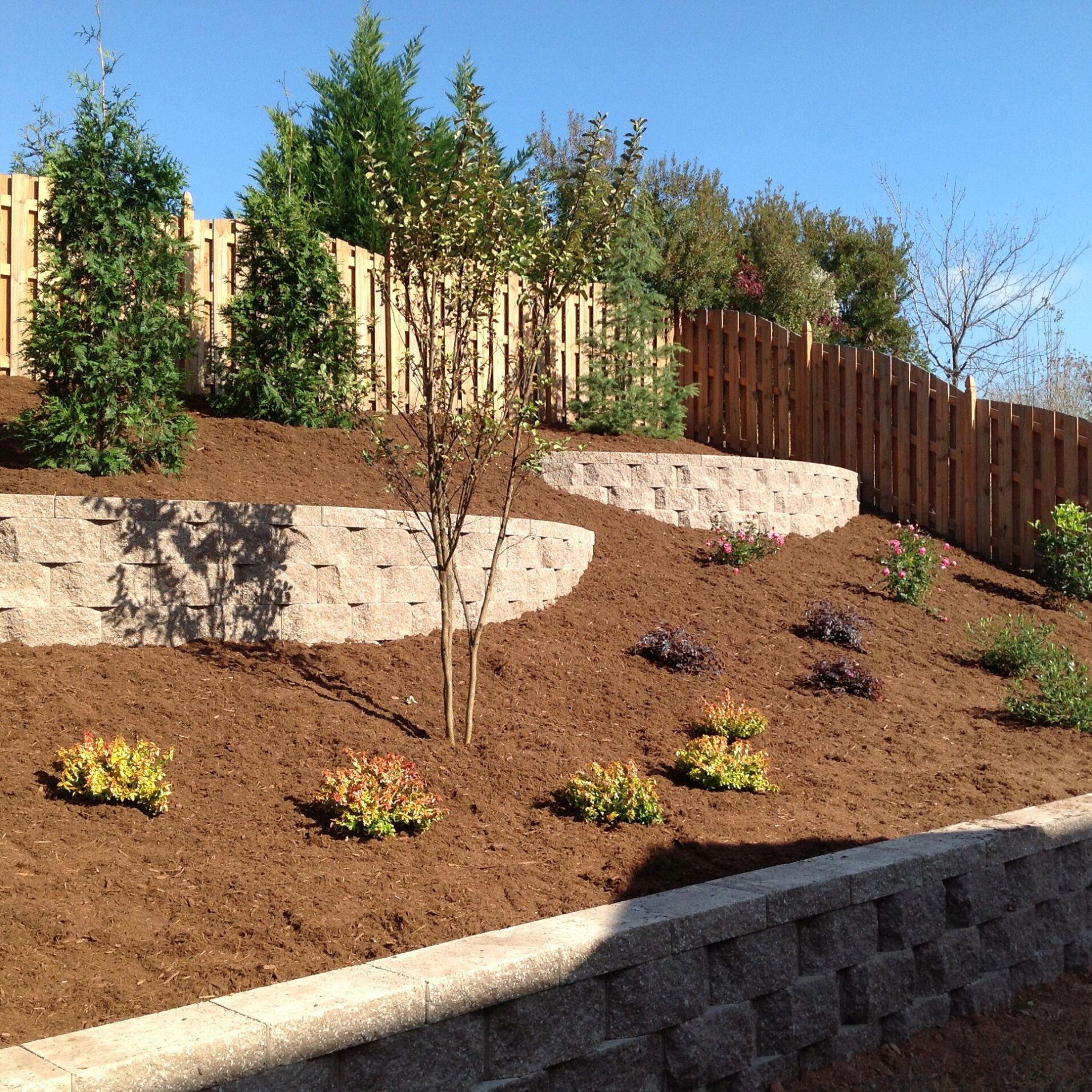 A landscaped garden with young plants and a wooden fence.